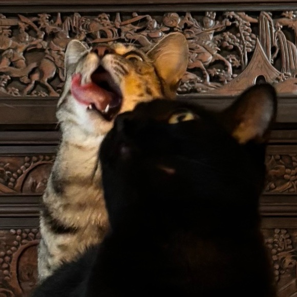 Meet your Posher, Kait - Picture 1 of 1